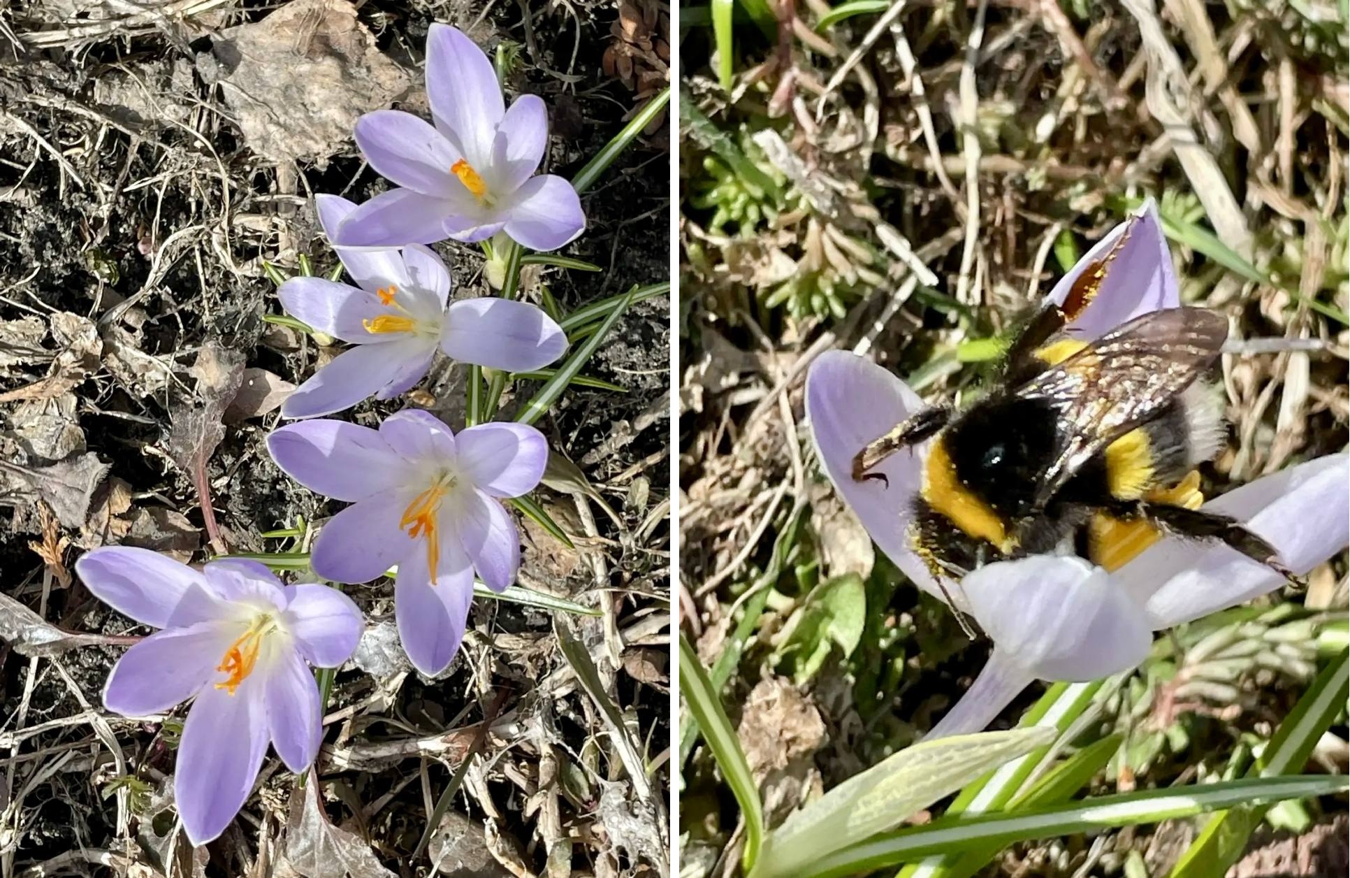 Володин показал первые весенние цветы и шмеля в саратовском монастыре